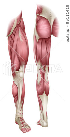 Human Body Leg Muscle Anatomy Diagram Illustration Human Body Leg Muscle Anatomy Diagram Illustration 99111419
