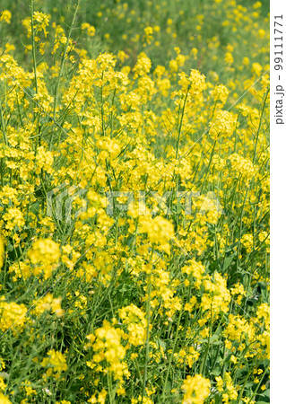 満開の菜の花畑 満開の菜の花畑 99111771