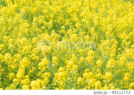 満開の菜の花畑 満開の菜の花畑 99111772