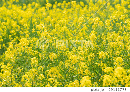 満開の菜の花畑 満開の菜の花畑 99111773