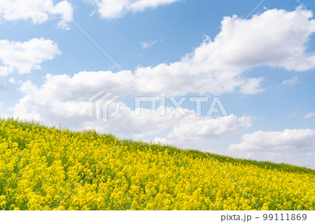真っ青な爽やかな空と満開の黄色の菜の花畑 99111869