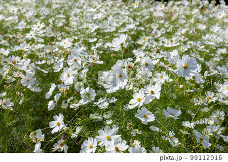 秋晴れのコスモス畑 秋晴れのコスモス畑 99112016