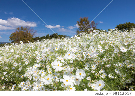 白いコスモスの丘 白いコスモスの丘 99112017