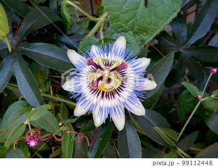 パッションフルーツの花 パッションフルーツの花 99112448