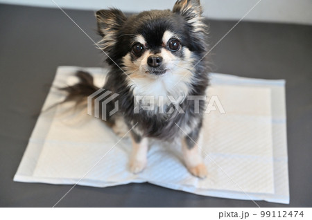 チワワ　トイレ　犬用トイレシーツ　 99112474