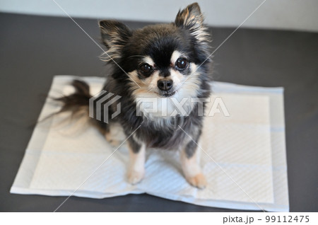 チワワ トイレ 犬用トイレシーツ チワワ トイレ 犬用トイレシーツ 99112475