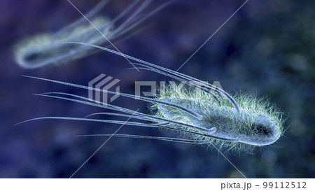 Escherichia coli bacteria, 3D illustration Escherichia coli bacteria, 3D illustration 99112512