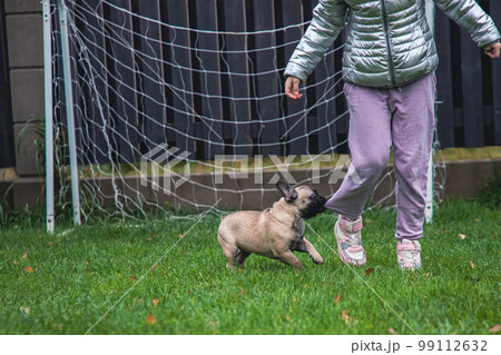 French bulldog puppy has fun playing on the playground and grabs the girl by the pants French bulldog puppy has fun playing on the playground and grabs the girl by the pants 99112632