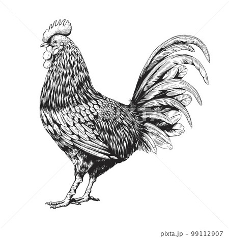Retro rooster print, engraved style wings animal. Bantam farm livestock, cock poultry etch, black chicken plume, woodcut. Vector illustration hand drawn monochrome image isolated background Retro rooster print, engraved style wings animal. Bantam farm livestock, cock poultry etch, black chicken plume, woodcut. Vector illustration hand drawn monochrome image isolated background 99112907