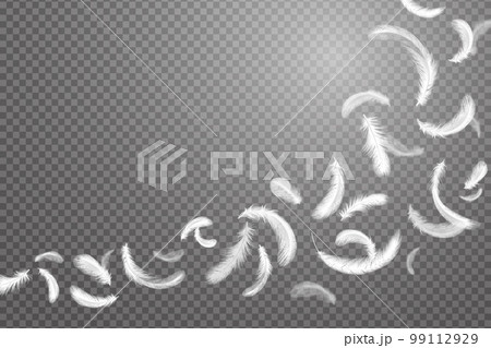 Isolated floating feathers, goose fly. Falling white plumage, 3d weightless elements, chicken or swan pillow filler, swan fluffy wing. Transparent background. Vector realistic illustration Isolated floating feathers, goose fly. Falling white plumage, 3d weightless elements, chicken or swan pillow filler, swan fluffy wing. Transparent background. Vector realistic illustration 99112929