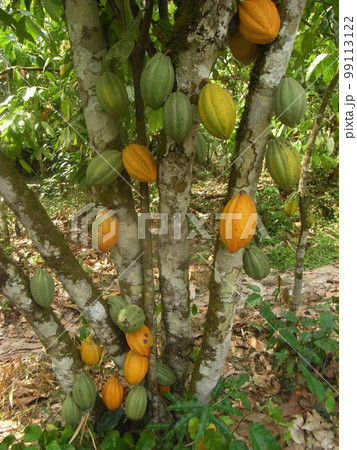 カカオ_1 99113122