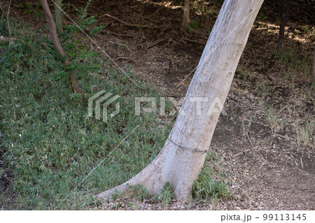 東京都／品川／緑 99113145