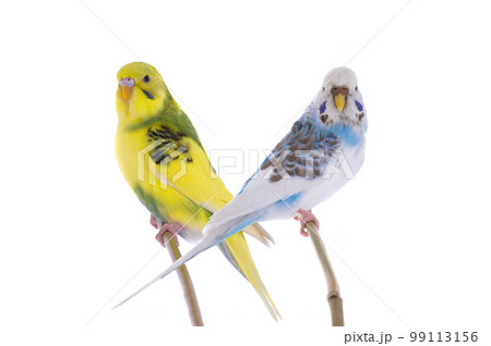 two budgies sitting on a stick is isolated on a white background 99113156