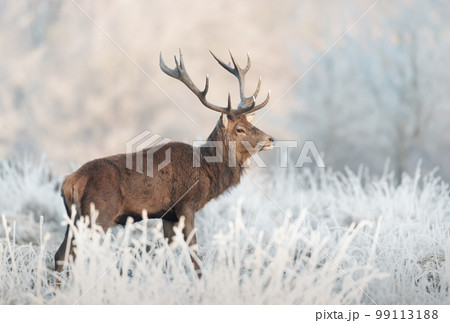 Close up of a Red deer stag in winter 99113188