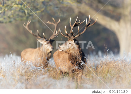 Close up of two Red deer stags on a frosty morning 99113189