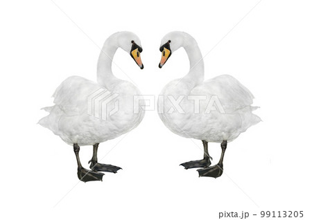 two swan isolated on a white background 99113205
