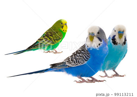 white budgie and green budgie isolated 99113211