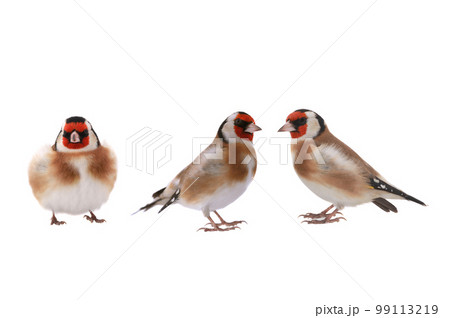 goldfinchs isolated on a white background goldfinchs isolated on a white background 99113219