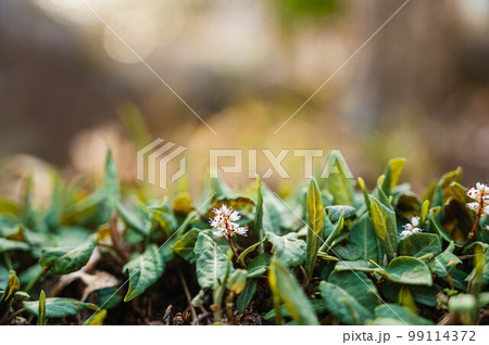 春の花 ハルトラノオ 春の花 ハルトラノオ 99114372
