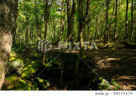 青木ヶ原樹海　溶岩の穴 99114374