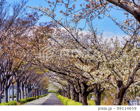 新左近川親水公園の桜並木 新左近川親水公園の桜並木 99114659