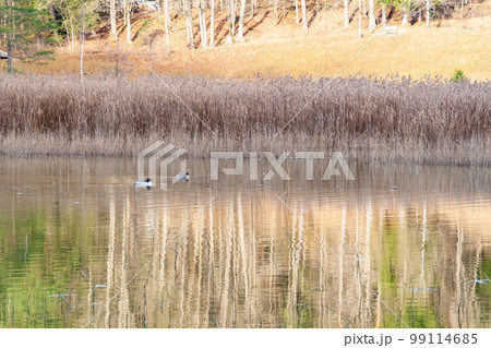 Fuessen, Germany - January 14th 2023: Ducks swimming in a small lake 99114685