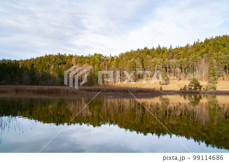 Fuessen, Germany - January 14th 2023: A forested hill mirroring in a small lake Fuessen, Germany - January 14th 2023: A forested hill mirroring in a small lake 99114686