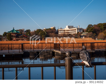 冬の夕暮れの上野不忍池　2月 99114692