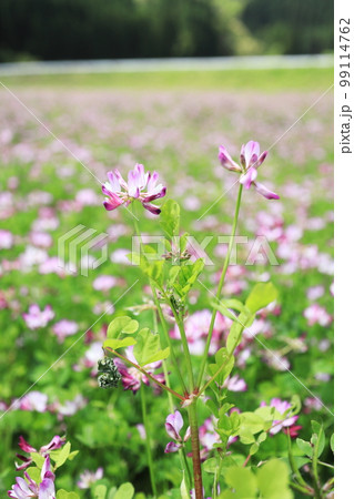 開花したレンゲソウの花 開花したレンゲソウの花 99114762
