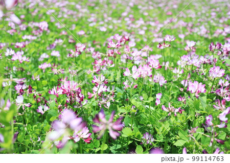 初夏に開花した満開のレンゲ 99114763