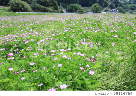 ピンク色に染まる春のレンゲ畑 ピンク色に染まる春のレンゲ畑 99114764