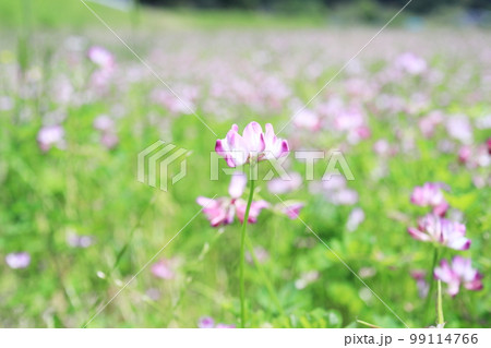 里山に咲く可愛いレンゲの花 99114766