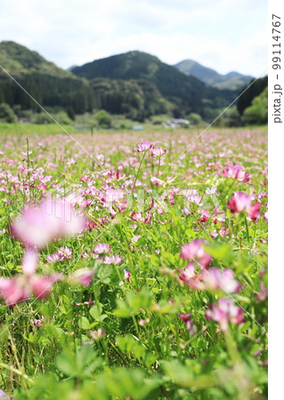ピンク色の可愛いレンゲの花 ピンク色の可愛いレンゲの花 99114767