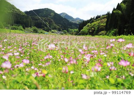 満開に咲くレンゲの花と山の風景 99114769