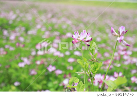 綺麗に開花したれんげの花 99114770