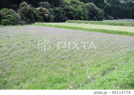 満開のれんげが咲く花畑の風景 満開のれんげが咲く花畑の風景 99114778