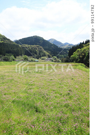 山の中で咲くれんげの花畑 山の中で咲くれんげの花畑 99114782