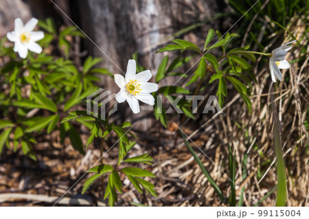 Anemone nemorosa flowers close up photo with selective soft focus Anemone nemorosa flowers close up photo with selective soft focus 99115004