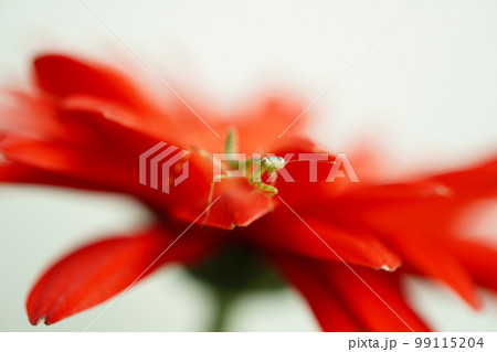 ガーベラの花にカマキリ 99115204