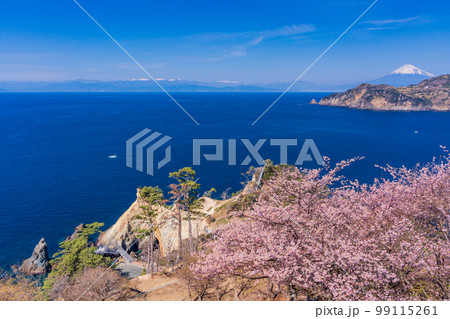 (静岡県)早咲き桜咲く黄金崎から望む、西伊豆の海岸線と富士山 (静岡県)早咲き桜咲く黄金崎から望む、西伊豆の海岸線と富士山 99115261