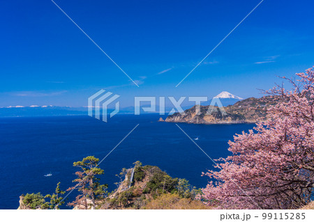 （静岡県）早咲き桜咲く黄金崎から望む、西伊豆の海岸線と富士山 99115285