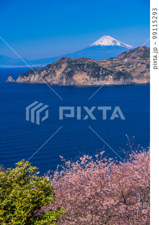 （静岡県）早咲き桜咲く黄金崎から望む、西伊豆の海岸線と富士山 99115293