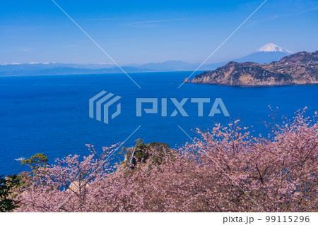 （静岡県）早咲き桜咲く黄金崎から望む、西伊豆の海岸線と富士山 99115296