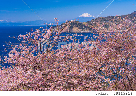 （静岡県）早咲き桜咲く黄金崎から望む、西伊豆の海岸線と富士山 99115312