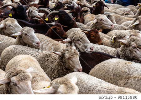 Flock of sheep passing through a cattle route 99115980