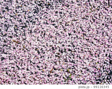 川面に浮かぶ花筏・背景素材 川面に浮かぶ花筏・背景素材 99116345