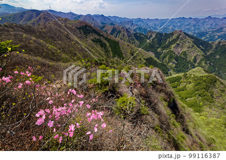 アカヤシオツツジ咲く西上州・烏帽子岳から見る新緑の山並み 99116387
