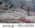 神奈川県湯河原梅林（幕山公園）の梅が咲く時期 99116494
