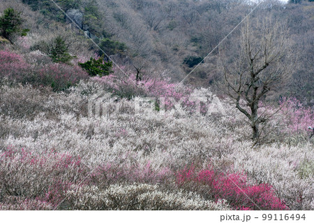 神奈川県湯河原梅林(幕山公園)の梅が咲く時期 神奈川県湯河原梅林(幕山公園)の梅が咲く時期 99116494
