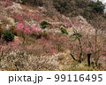 神奈川県湯河原梅林（幕山公園）の梅が咲く時期 99116495